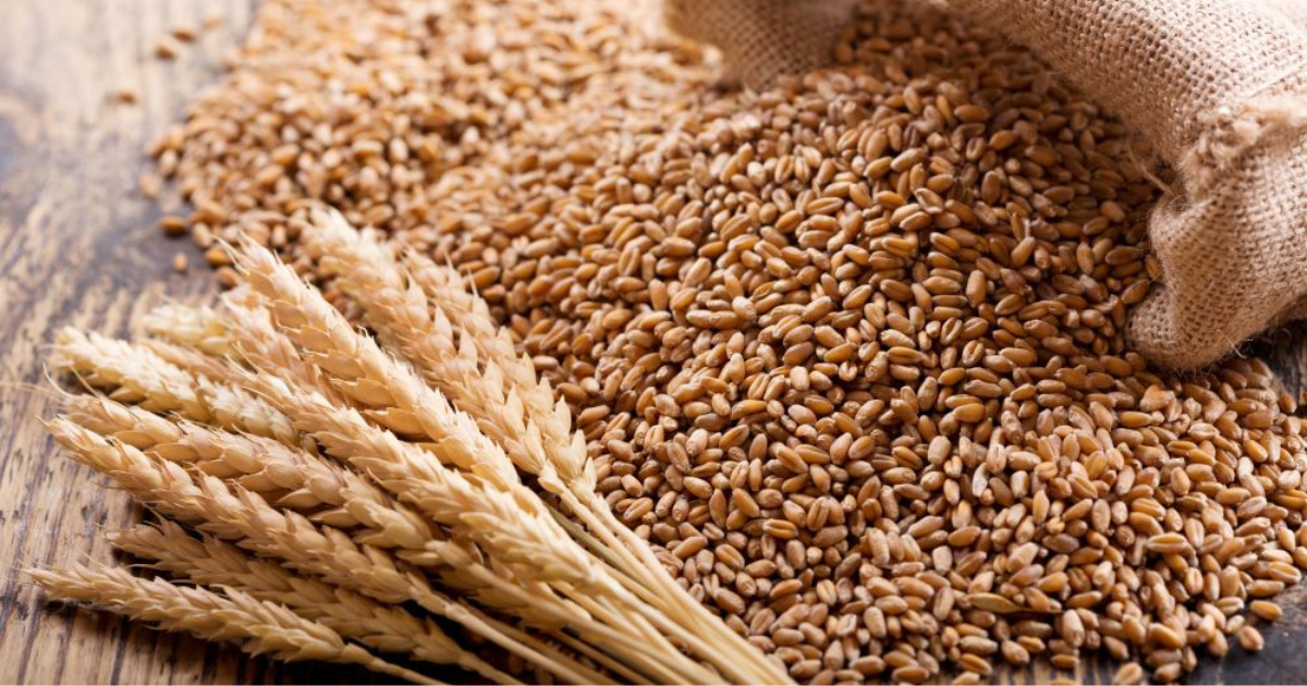 wheat